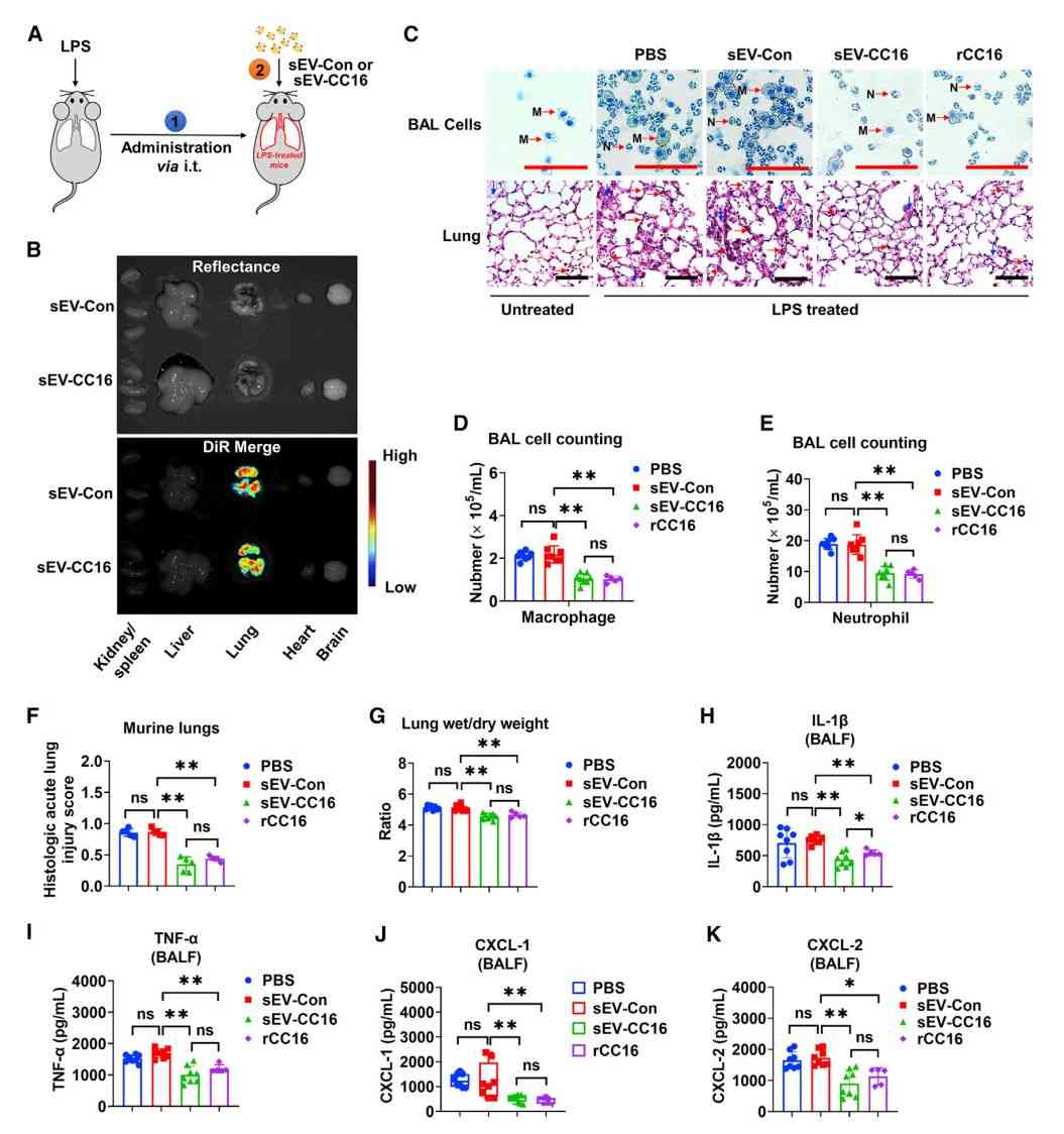 Figure 3. Exosome-loaded CC16 prevents LPS-induced lung injury.