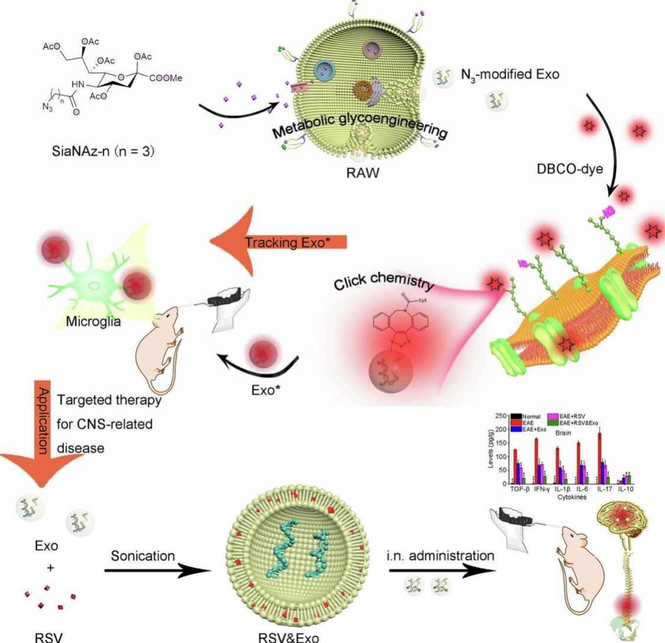 Figure 2. RAW-Exo delivers resveratrol to alleviate multiple sclerosis.