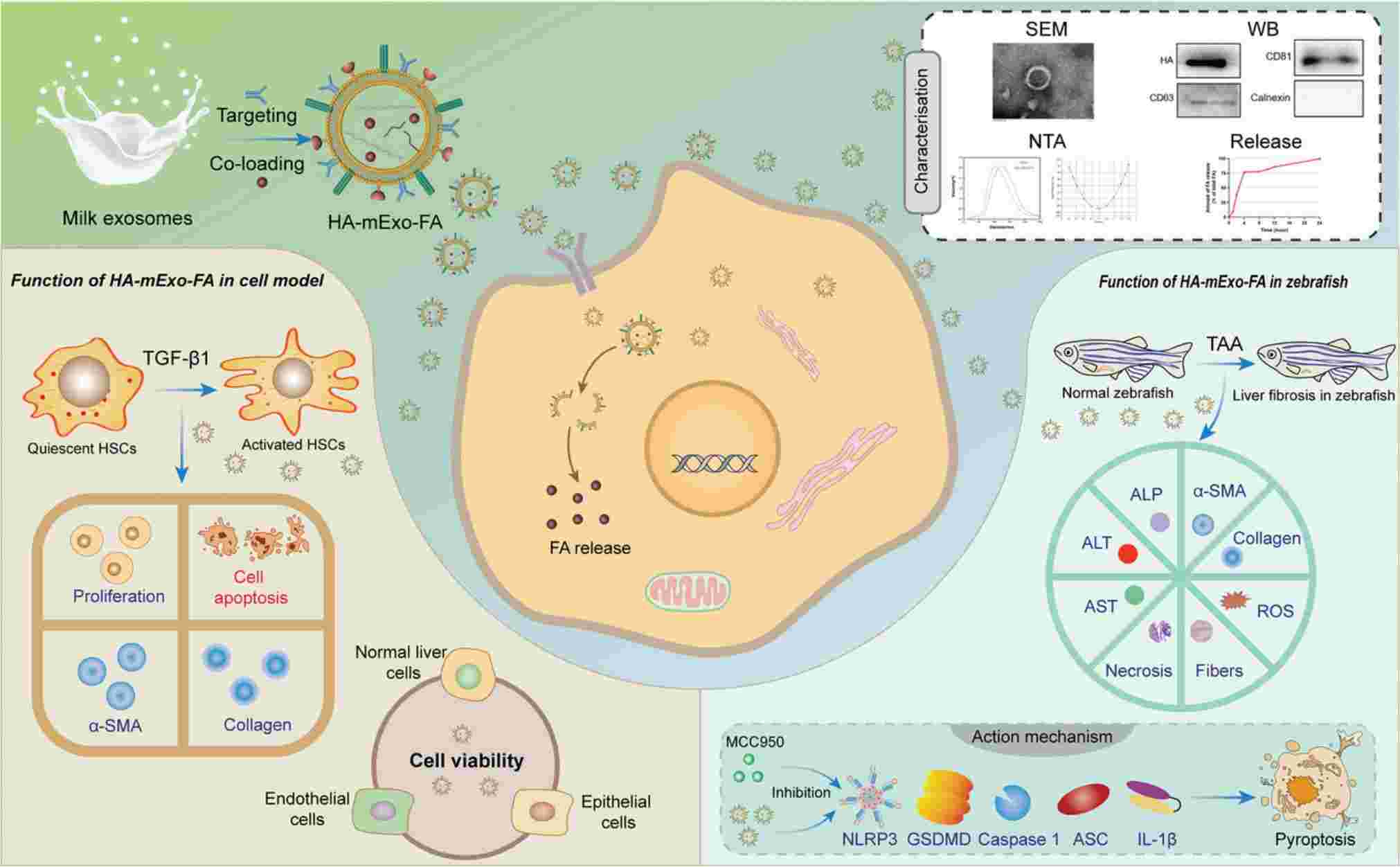 Figure 3. Exosome delivery FA targeted therapy for liver fibrosis.