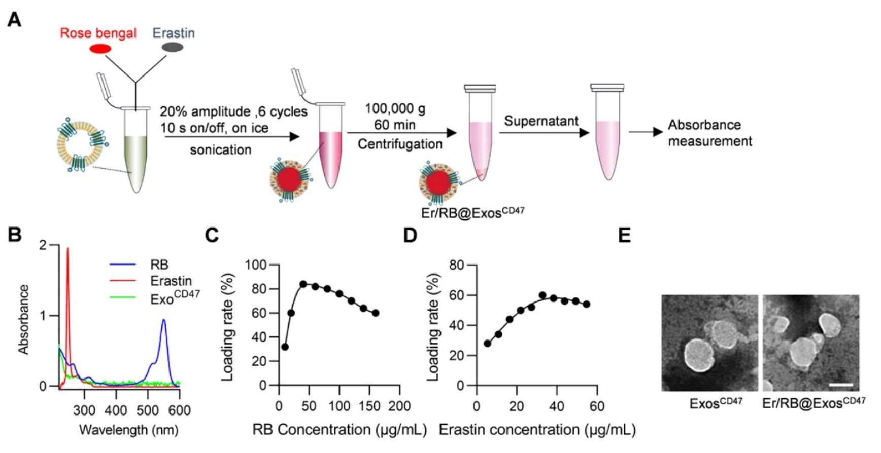Figure 3. Drug loading into exosomes by sonication.