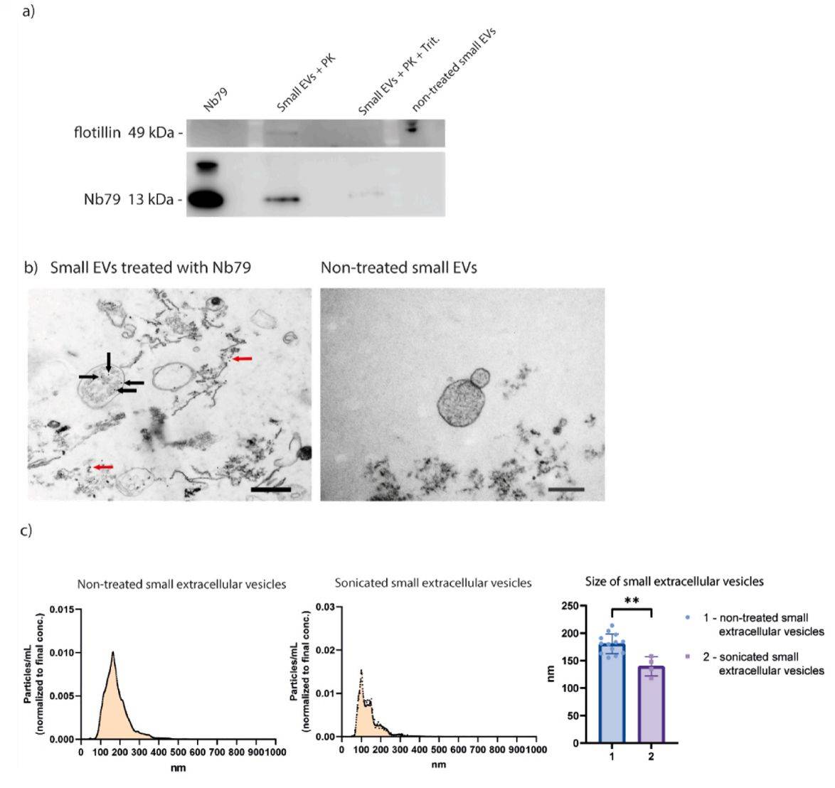 Figure 4. Sonication loads single-domain antibodies into exosomes.