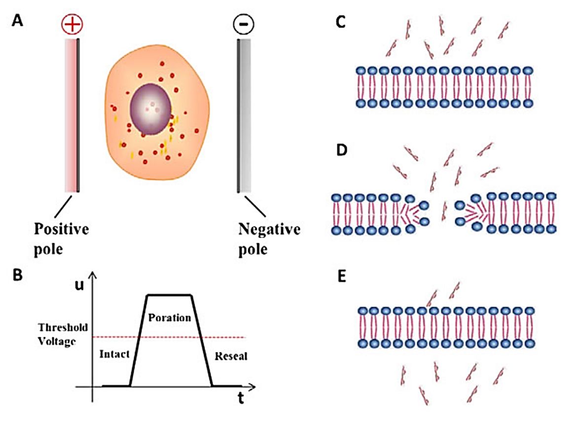 Figure 2. The principle of electroporation.