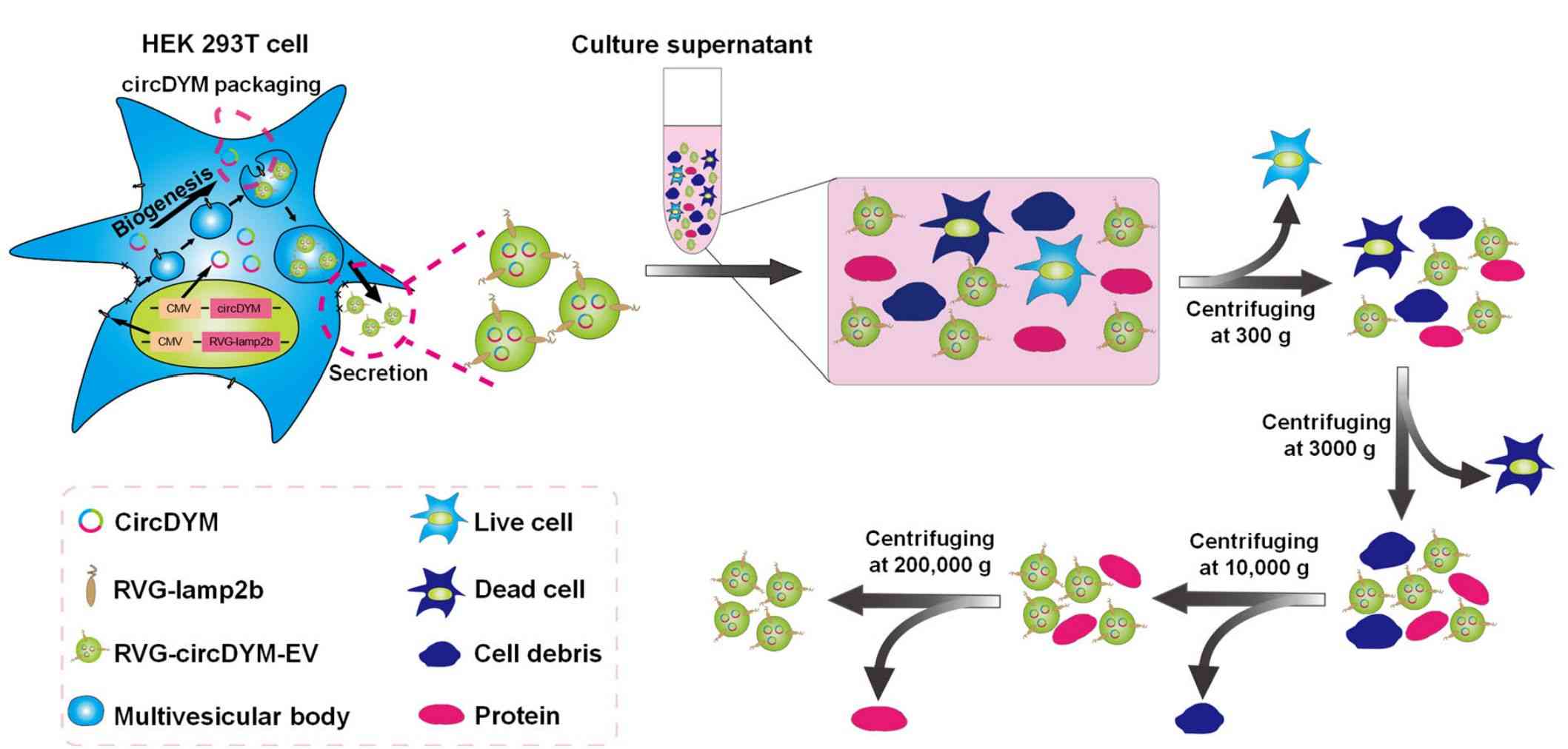 Figure 3. Engineered exosome production for circDYM delivery by transfection.