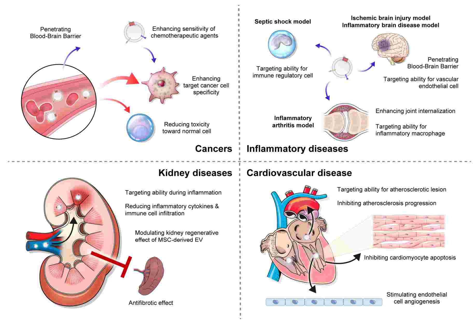 Figure 1. Clinical applications of exosome-delivered drugs.