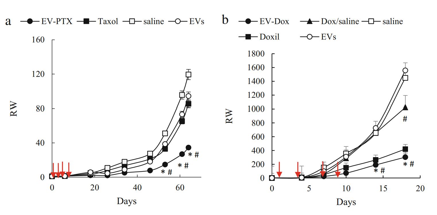 Figure 3. EV-based PTX and Dox inhibit orthotopic TNBC tumor growth.