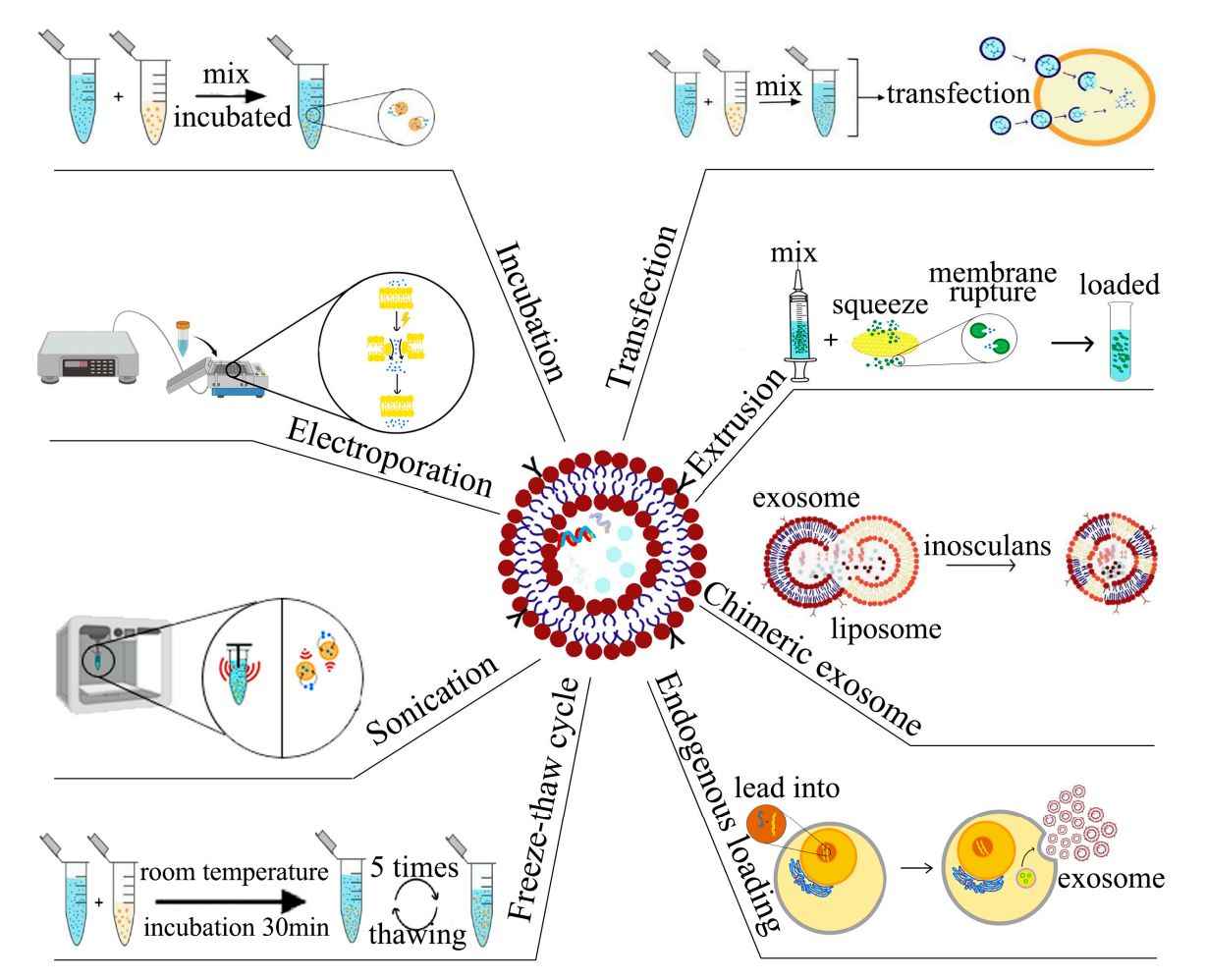 Figure 2. Exosome drug-loading strategies.