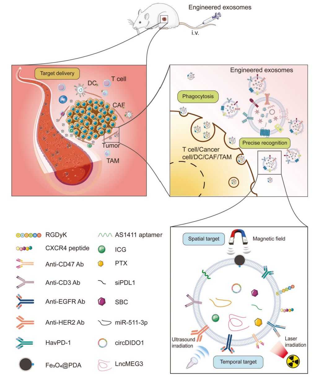 Figure 1. Engineered exosomes exhibit anti-tumor effects.