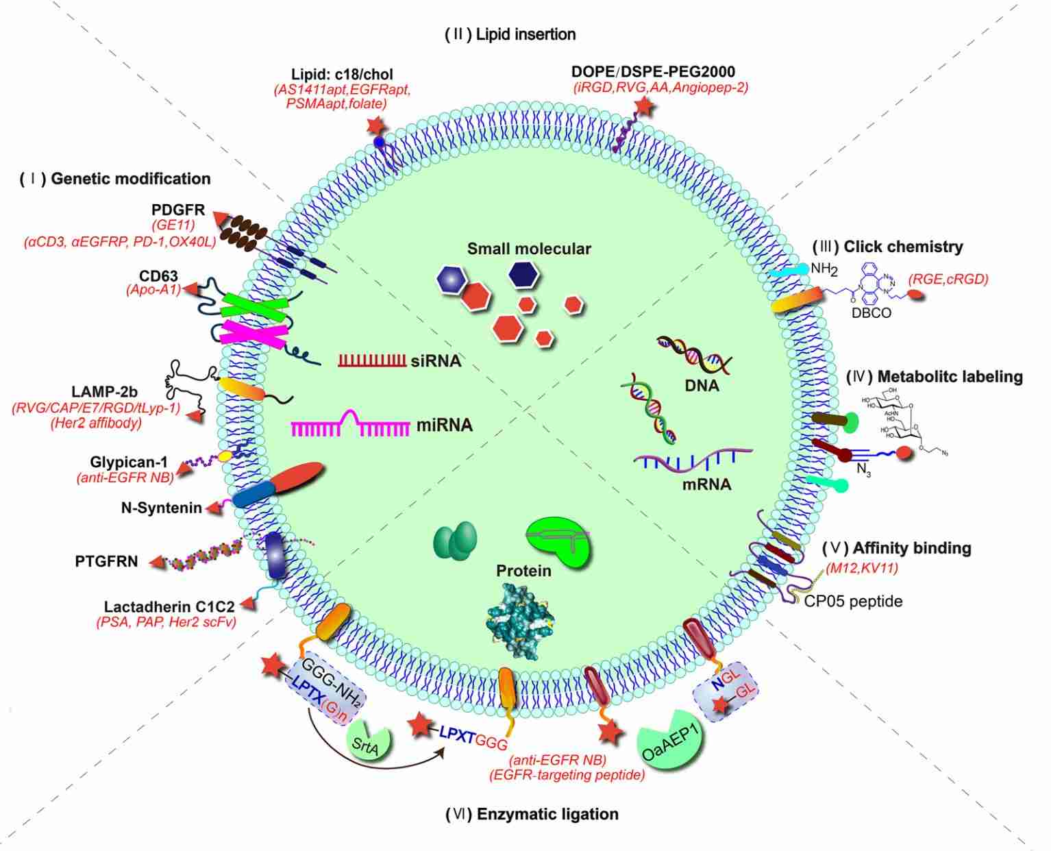 Figure 1. Membrane modification and targeted delivery of exosomes.