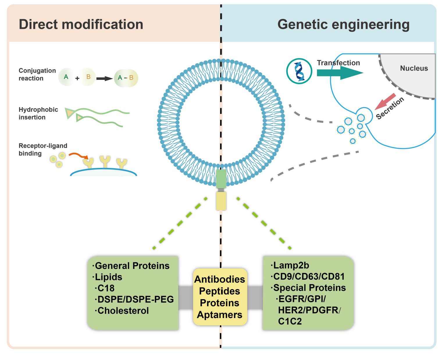 Figure 2. Modifying exosomes for targeted delivery.