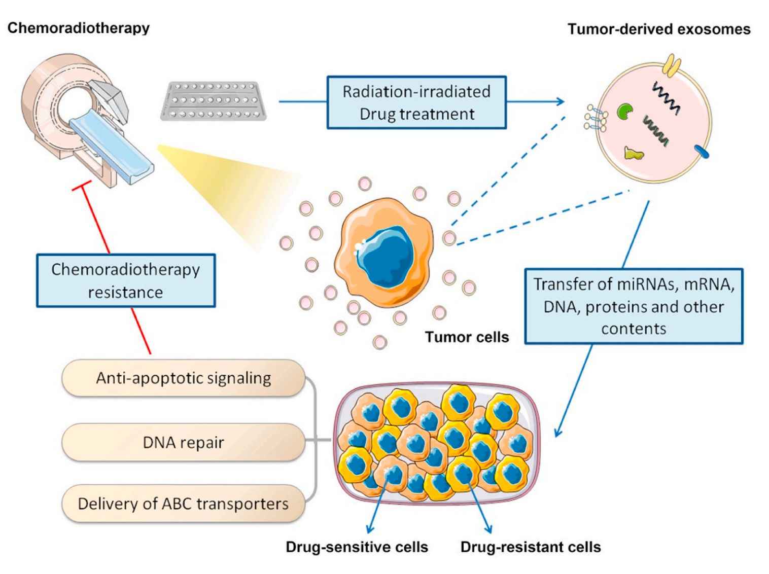 Figure 2. Exosomes promote drug resistance in HNC.
