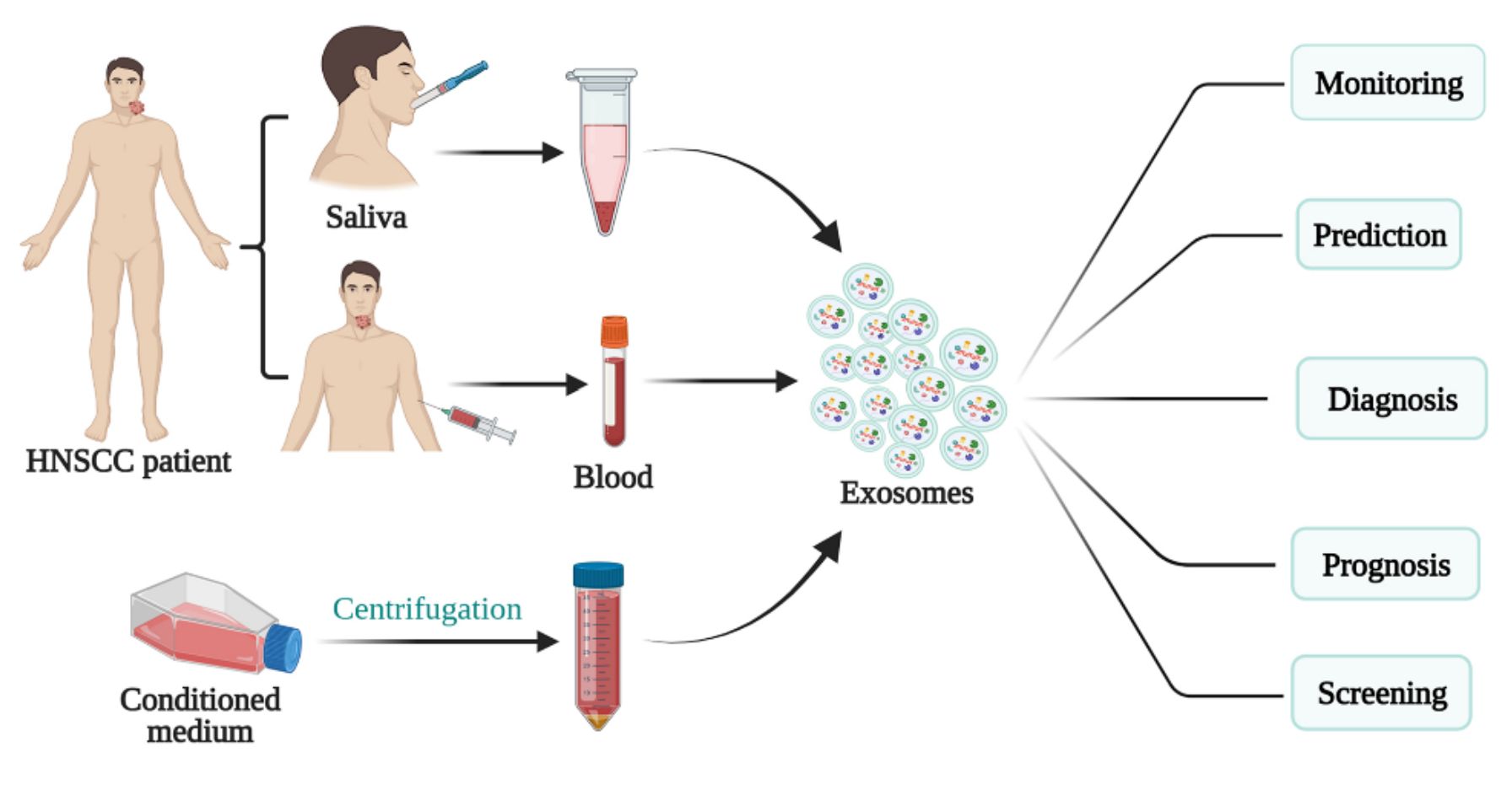 Figure 3. Exosomes in the diagnosis and treatment of HNSCC.
