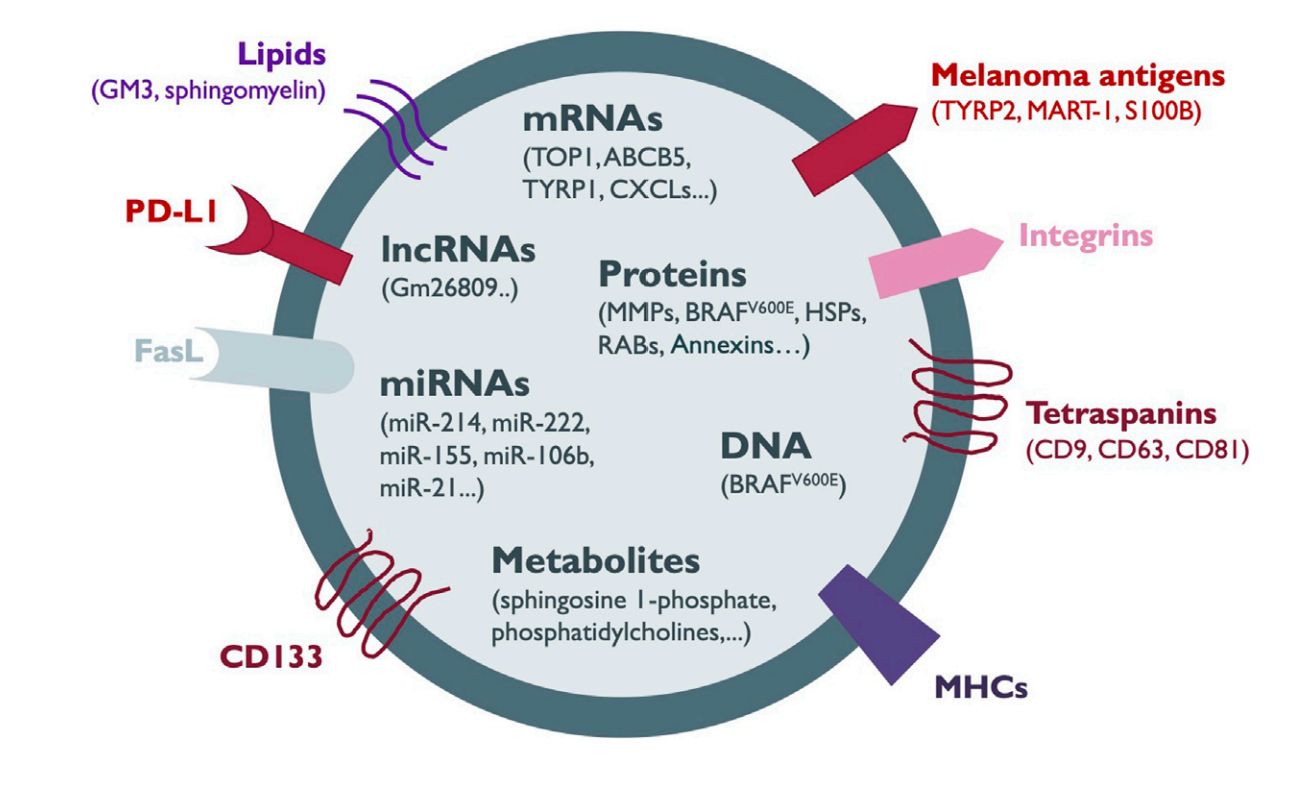 Figure 1. Melanoma-derived exosomes.