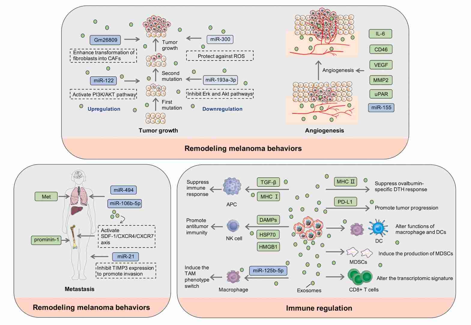 Figure 2. The role of MEX in promoting melanoma progression.