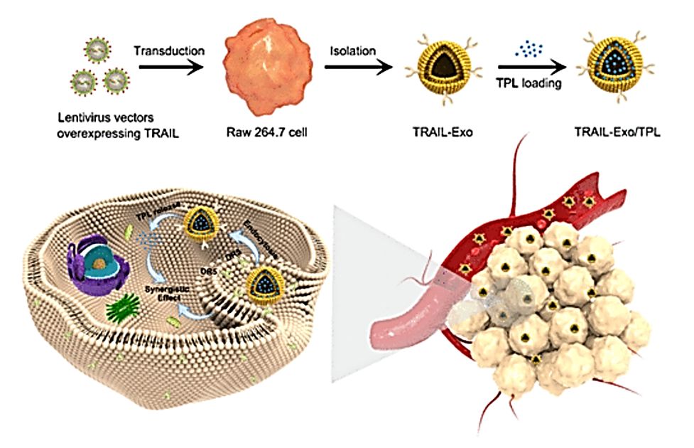 Figure 4. TRAIL-Exo/TPL for malignant melanoma therapy.