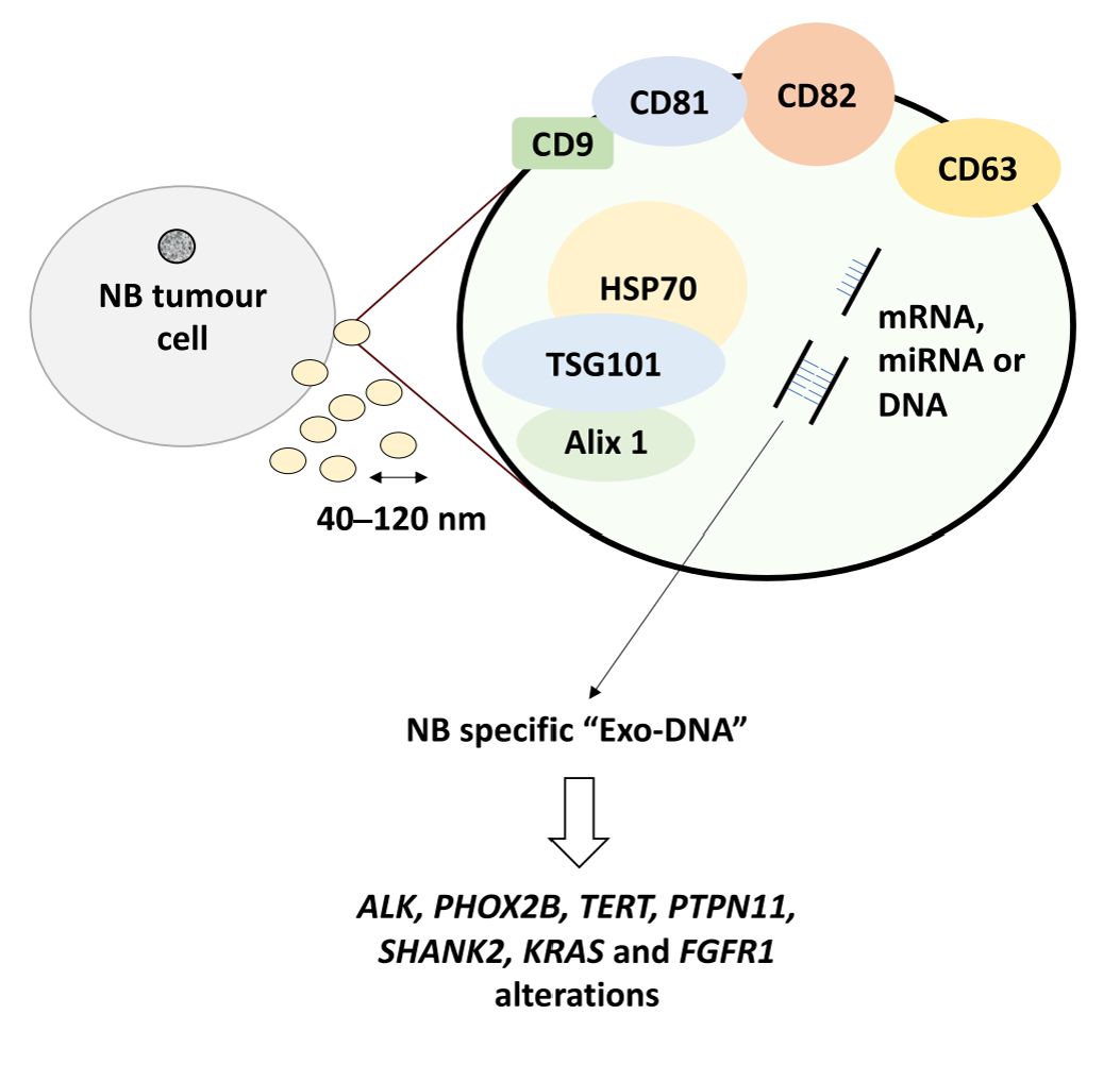 Figure 1. Characteristics of NB exosomes.
