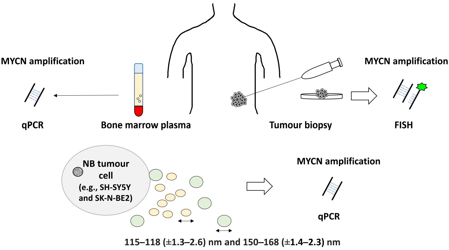 Figure 3. Diagnostic value of NB exosomes.
