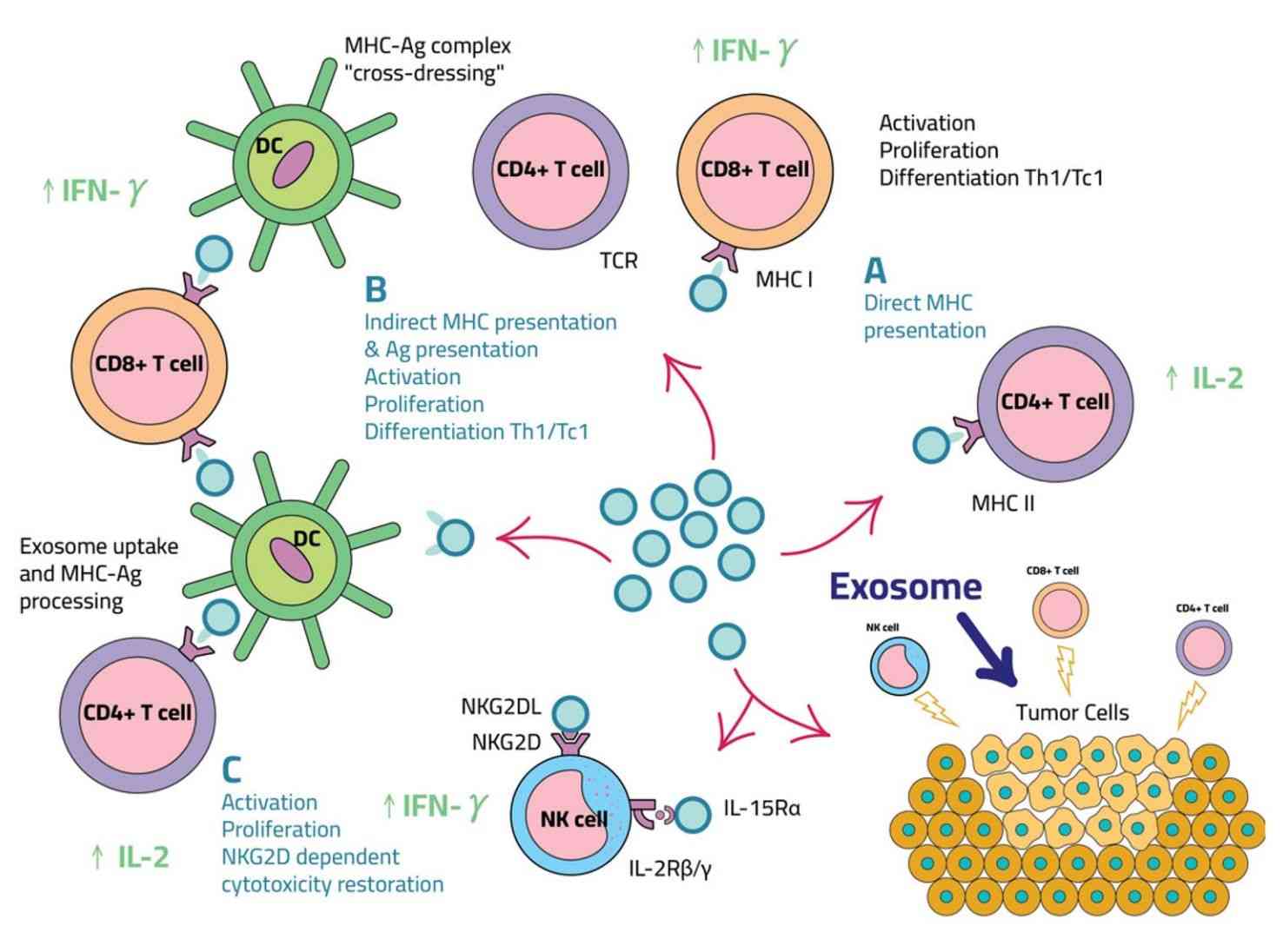 Figure 3. Exosomes in immunotherapy.