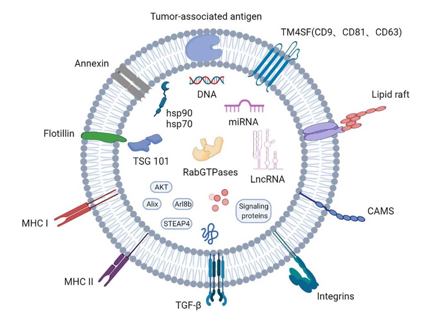 Figure 1. Structure of Exosomes.