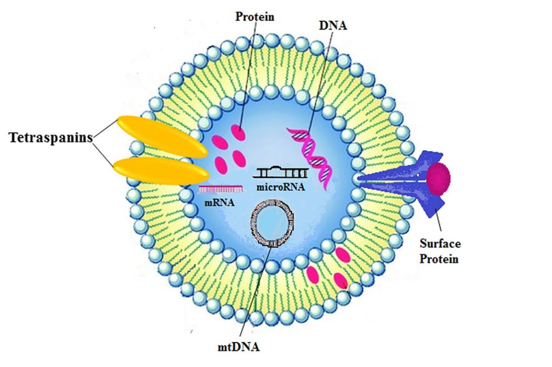 Figure 1. Structure diagram of exosomes.