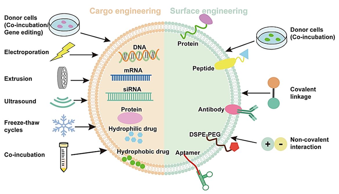 Figure 4. Exosome engineering based on cargo and indication modifications.