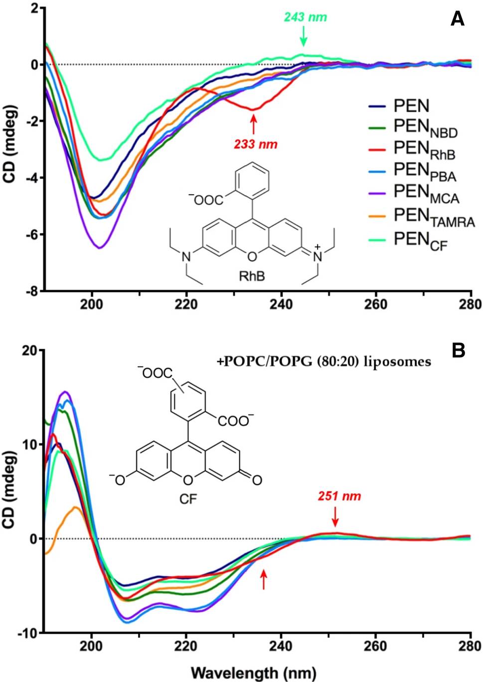 Far-UV CD spectra of PEN and fluorophore conjugates with or without liposomes, showing induced CD bands for RhB and CF.