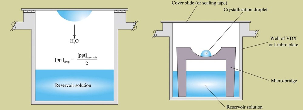 Comparison of hanging-drop and sitting-drop vapor-diffusion methods for protein crystallization, showing drop placement and equilibration.