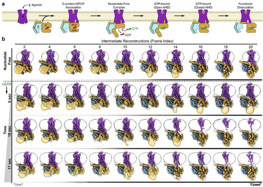 Time-resolved cryo-EM shows conformational dynamics of β2AR-Gs activation, revealing AHD closure upon GTP binding over time.