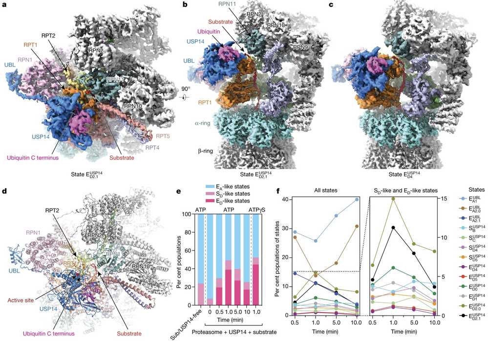 Time-resolved cryo-EM shows dynamic conformational states of the USP14–proteasome complex during substrate degradation, revealing kinetic changes over time.
