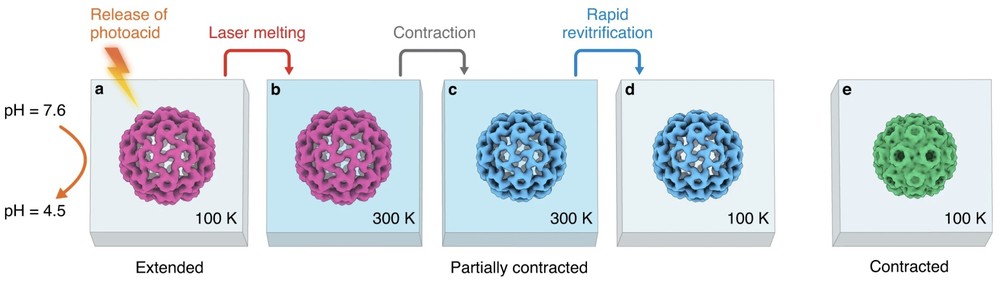 Time-resolved cryo-EM captures the contraction of CCMV by freezing the virus in intermediate states after rapid pH change and laser-induced melting.