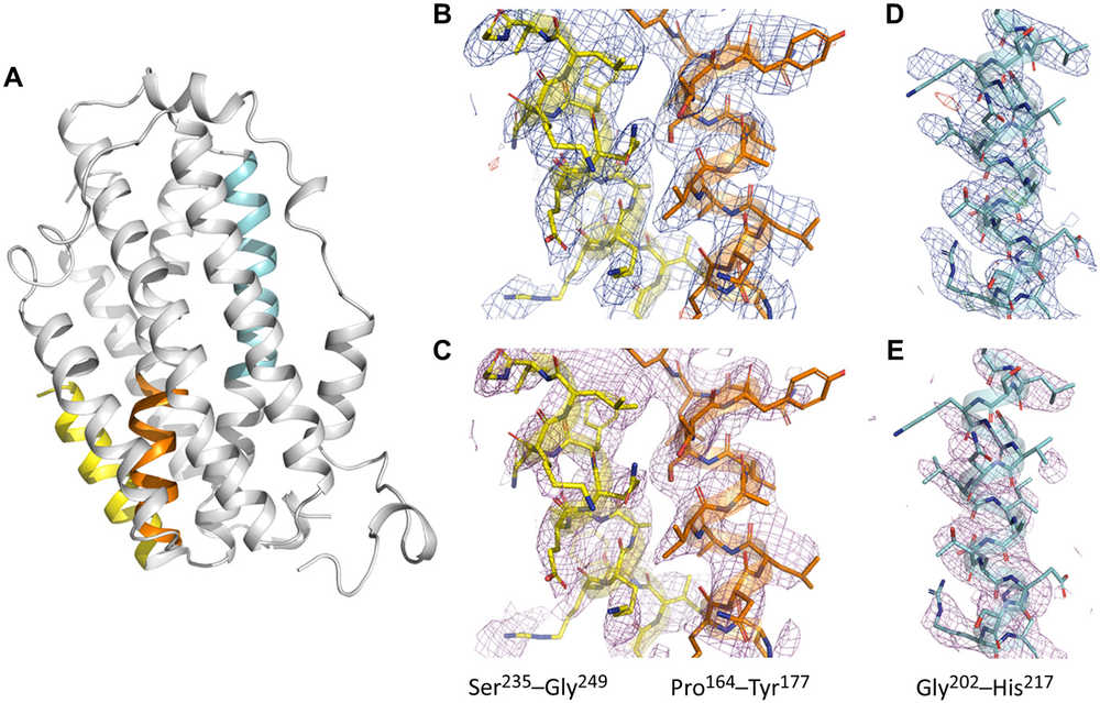 MicroED vs Cryo-EM SPA: Key Differences and Applications