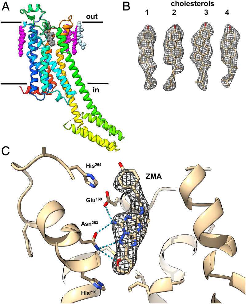 A2AAR GPCR structure with ligands (ZM241385, cholesterol) and density maps, showing binding interactions and lipid positioning.