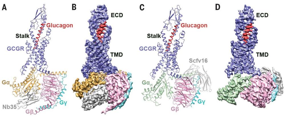 Cryo-EM structures of glucagon-GCGR-G complexes reveal key interactions and stabilization by Nb35 and Scfv16 in the G protein complexes.