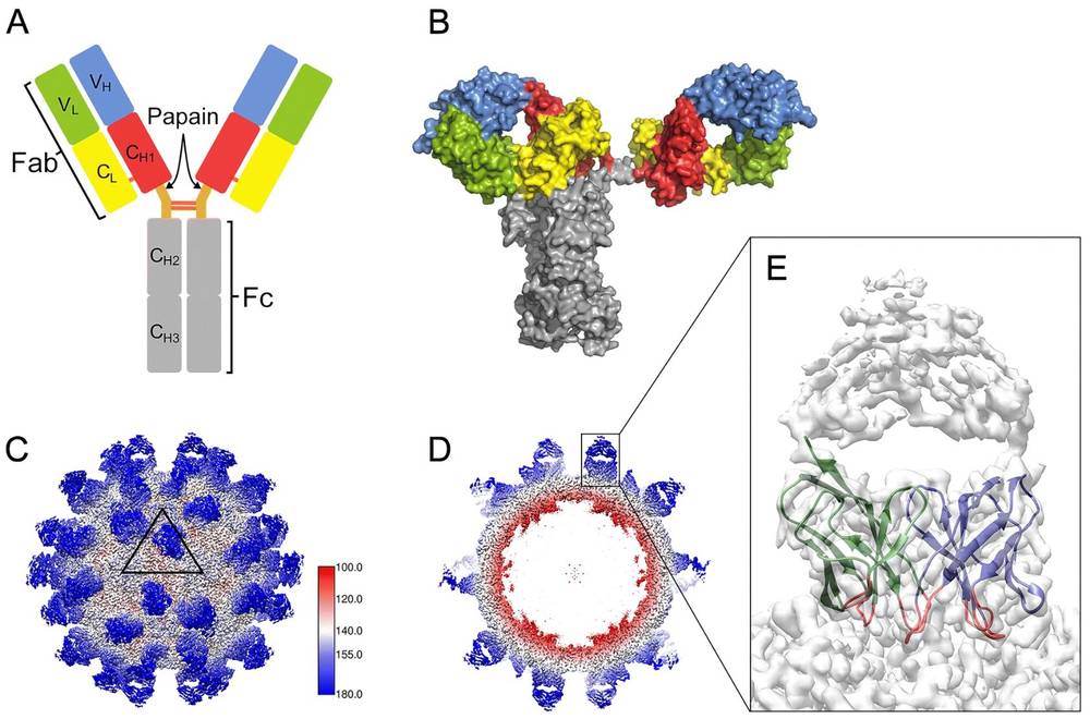 Cryo-EM reveals the detailed arrangement of Fab AT12-015 on HPeV3, highlighting antibody binding sites and domain structures.