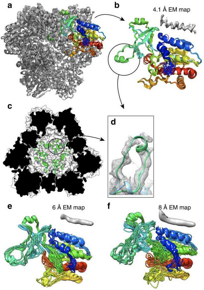 Cryo-EM and NMR jointly refine the TET2 dodecamer structure, revealing accurate monomer models and enhanced loop region details.