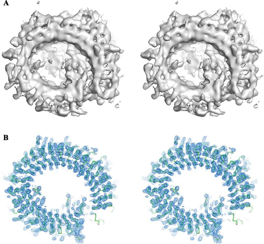 Cryo-EM aids X-ray crystallography by providing initial phases for high-resolution structural refinement of the TLR13-ssRNA complex.