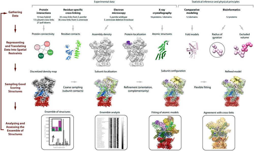 Cryo-EM and mass spectrometry combine to resolve the proteasome regulatory particle structure through spatial restraints and sampling analysis.