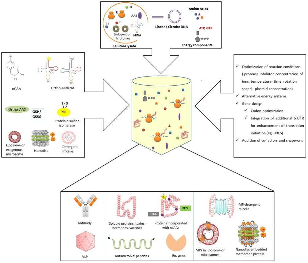 Article: Comparison of Protein Expression Systems