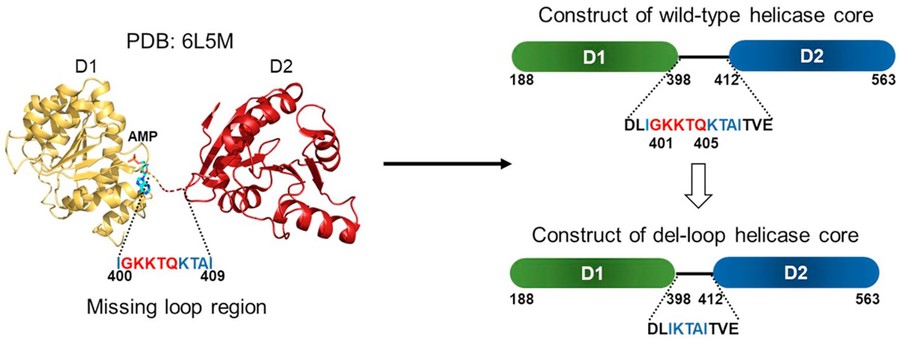 Optimizing Protein Production and Purification for Crystallography