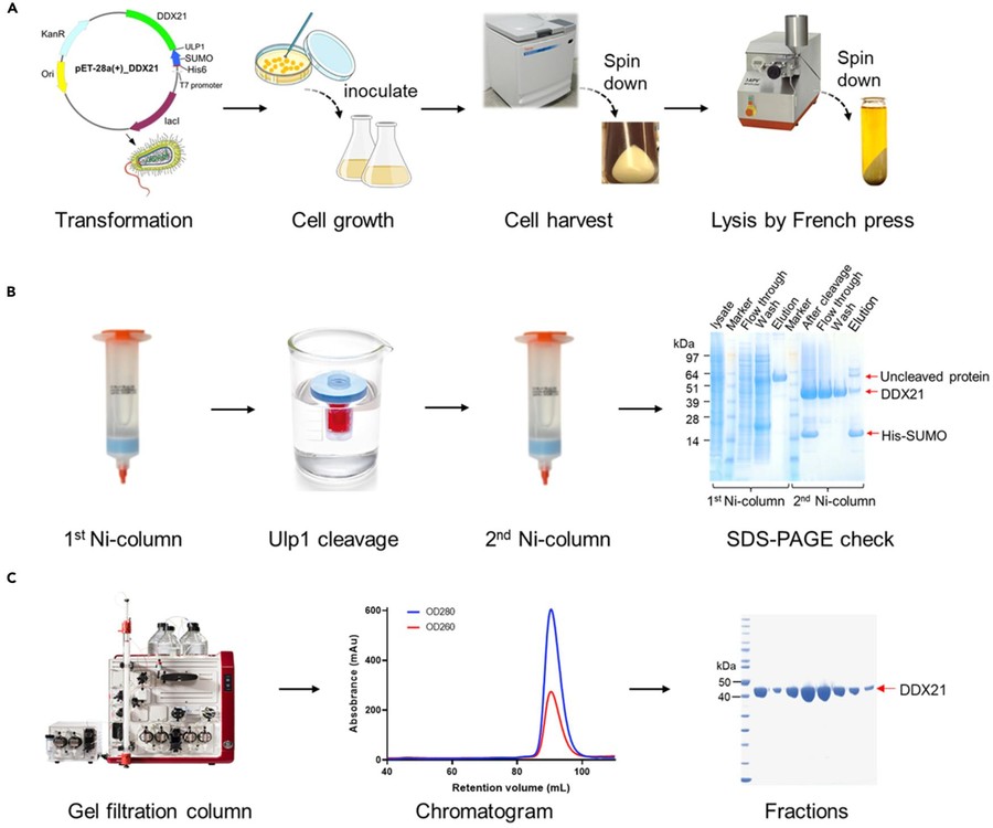 Workflow for DDX21 expression, affinity purification, His-SUMO tag removal, and size exclusion chromatography.