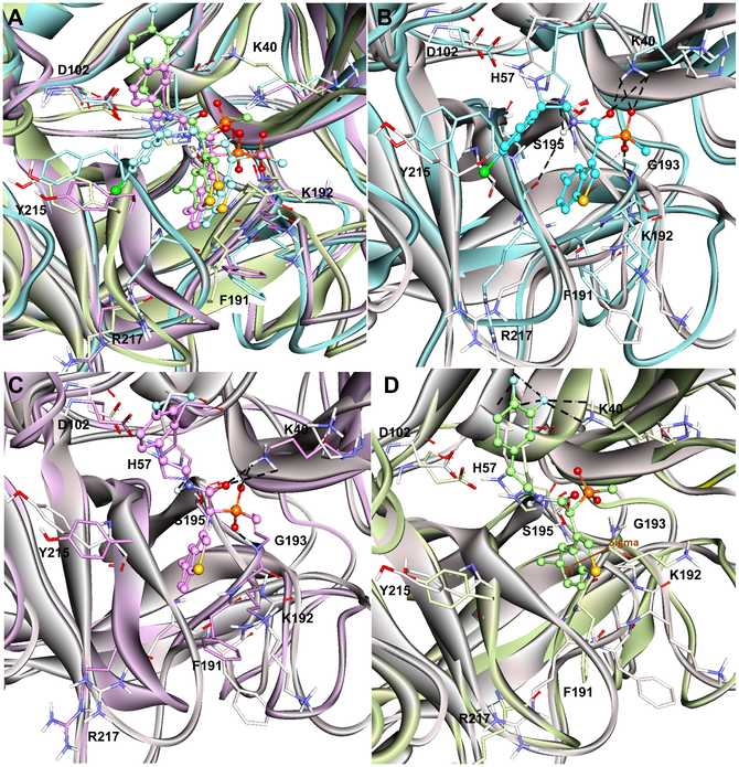 Inhibitor binding modes in human chymase with hydrogen bonds and π-interactions highlighted.