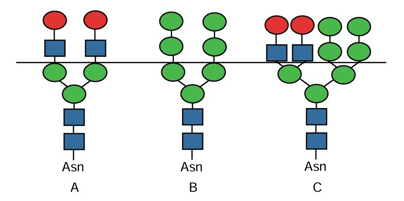 Protein Glycosylation: Classification, Mechanisms, Biological Roles, and Analytical Methods