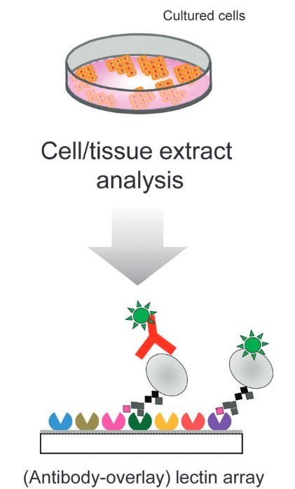 Principle and method of lectin microarray: immobilized lectins detect target glycoproteins either directly by prior labeling or indirectly using a labeled antibody.