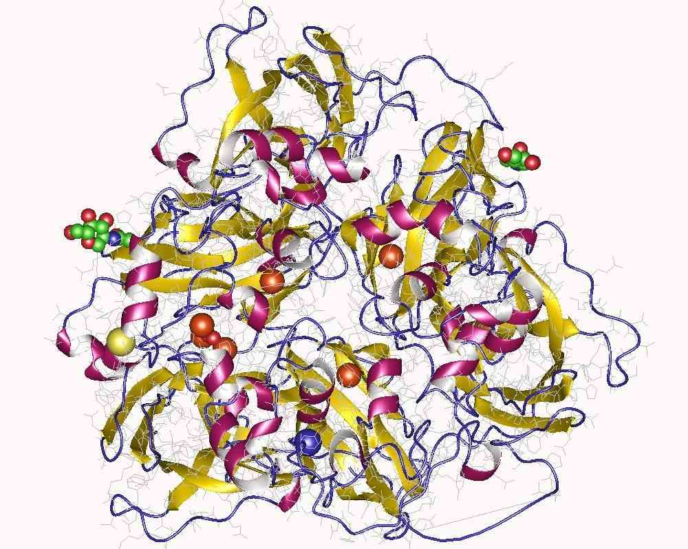 Structure of glycosylated ceruloplasmin monomer with metal ions.