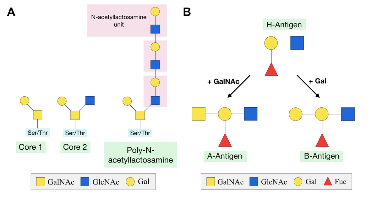 Common structure of O-GalNAc glycan.