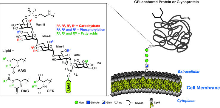 Structure of glycosylphosphatidylinositol (GPI) anchored to cell membrane proteins.