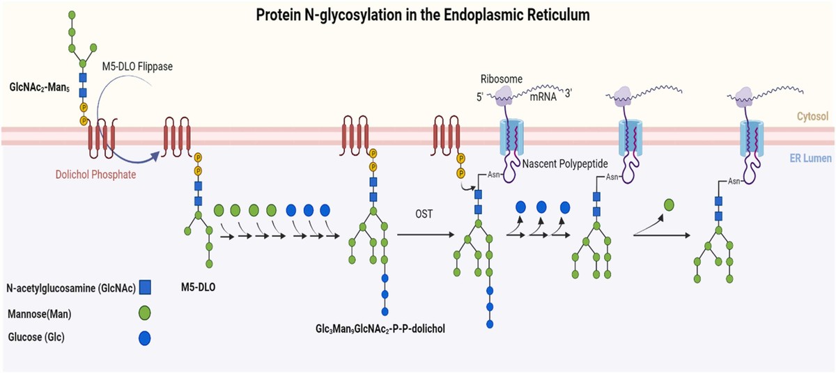 Process of protein N-glycosylation in the Endoplasmic Reticulum.