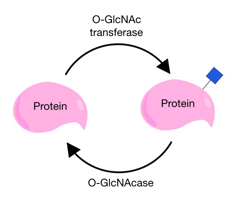 Protein O-glycosylation and deglycosylation process mediated by O-GlcNAc transferase and O-GlcNAcase.