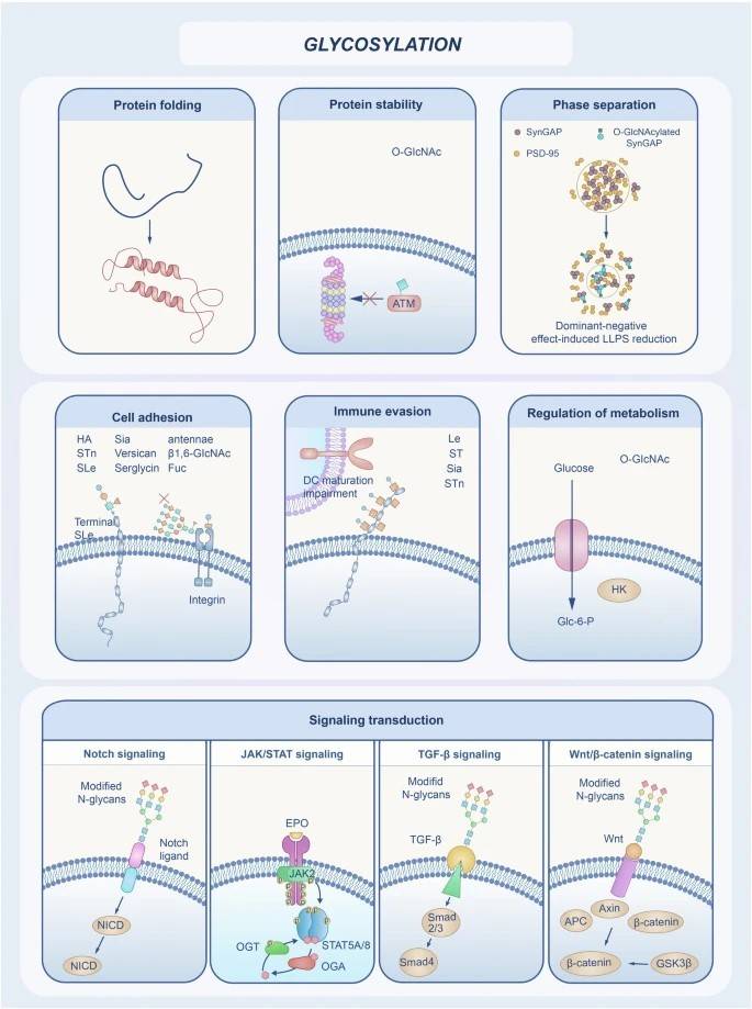 The role of glycosylation in protein structure and function, including protein folding, stability, phase separation, cell adhesion, immune evasion, and metabolic regulation.