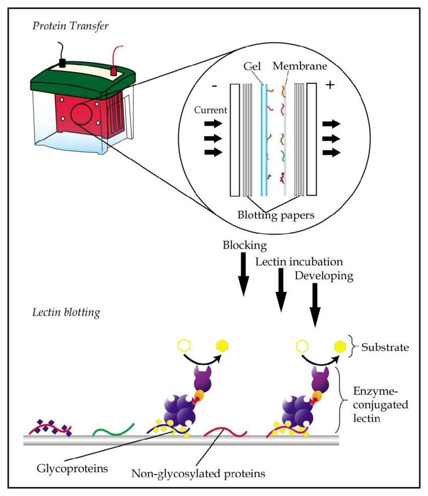 Principle and process of lectin blotting: proteins separated by gel electrophoresis are transferred to a membrane, followed by washing, blocking, and incubation with enzyme- or dye-conjugated lectins.