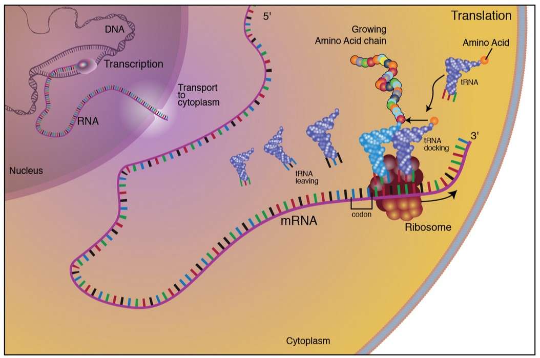 Protein Synthesis Creative Biostructure Protein Synthesis Creative Biostructure